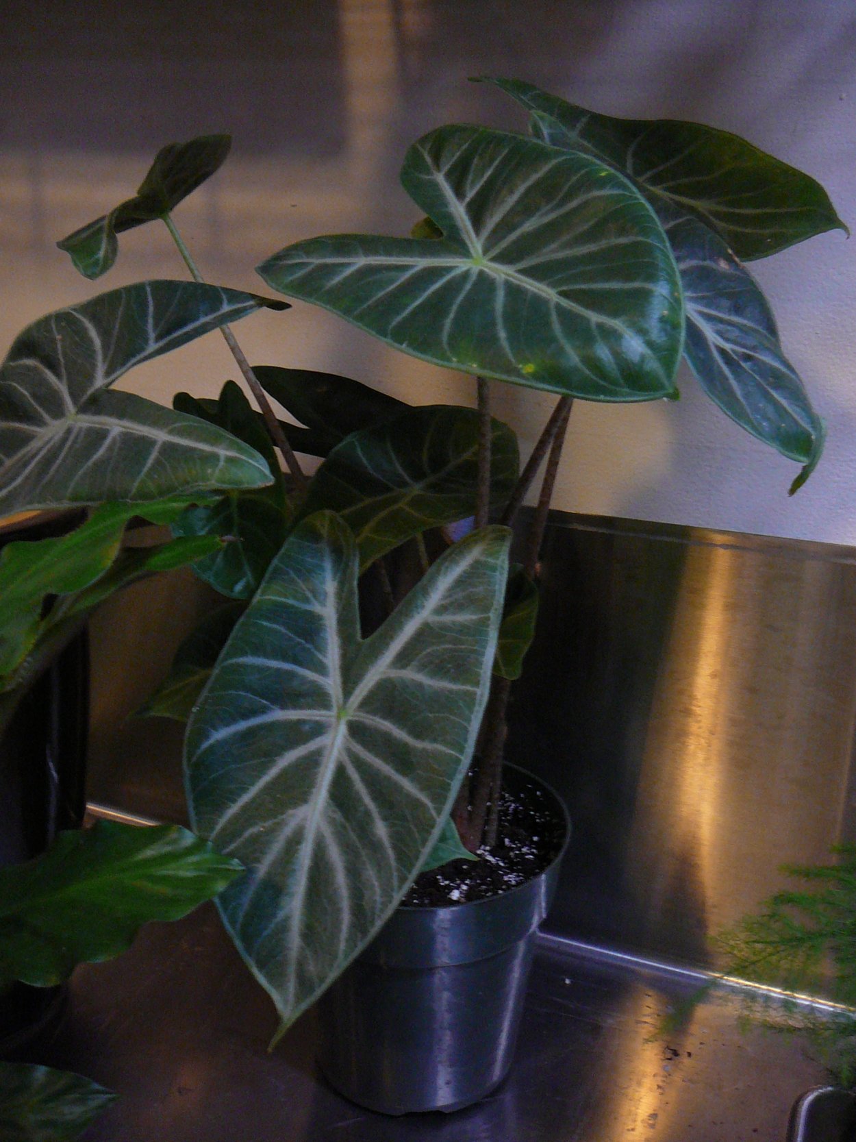 Алоказия Скат