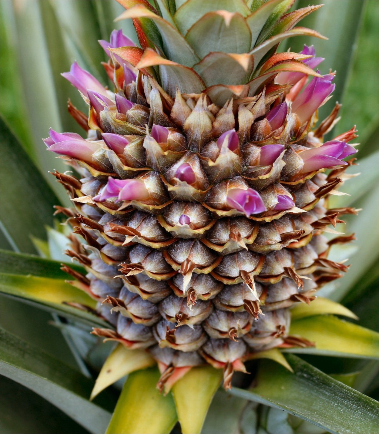 Ananas comosus цветение