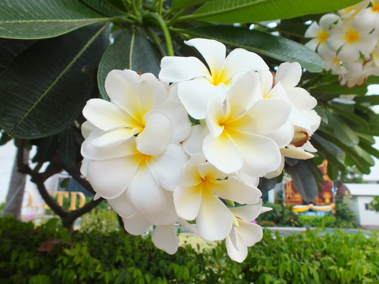 Les fleurs sunny magnolia. Магнолия Плюмерия. Цветок Тайланда Франжипани. Молочай Плюмерия. Тайский цветок Плюмерия.