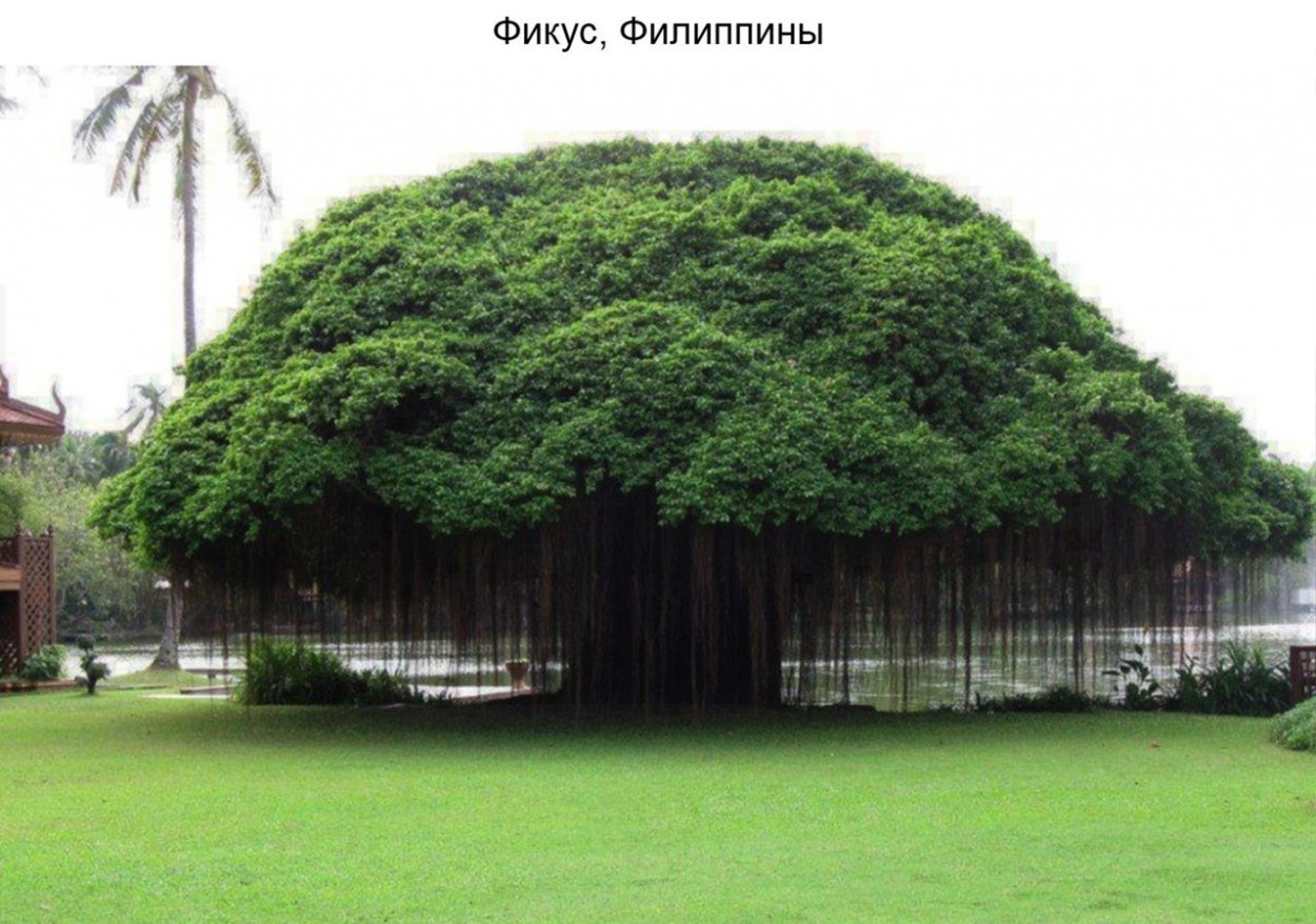 Фикус Бенджамина Шри Ланка Ботанический сад