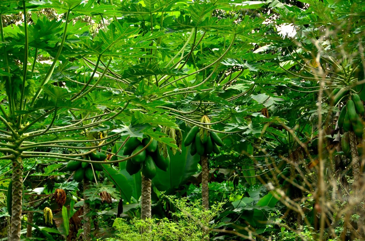 Пять священных растений Индии