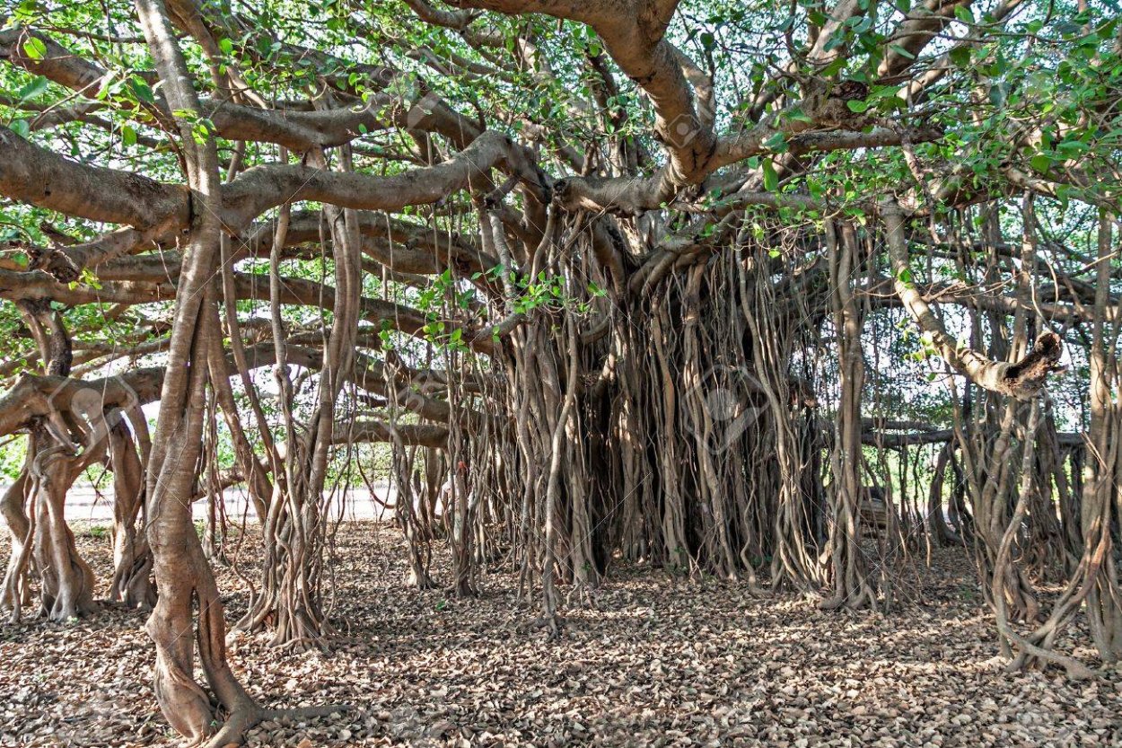 Шагающее дерево Баньян