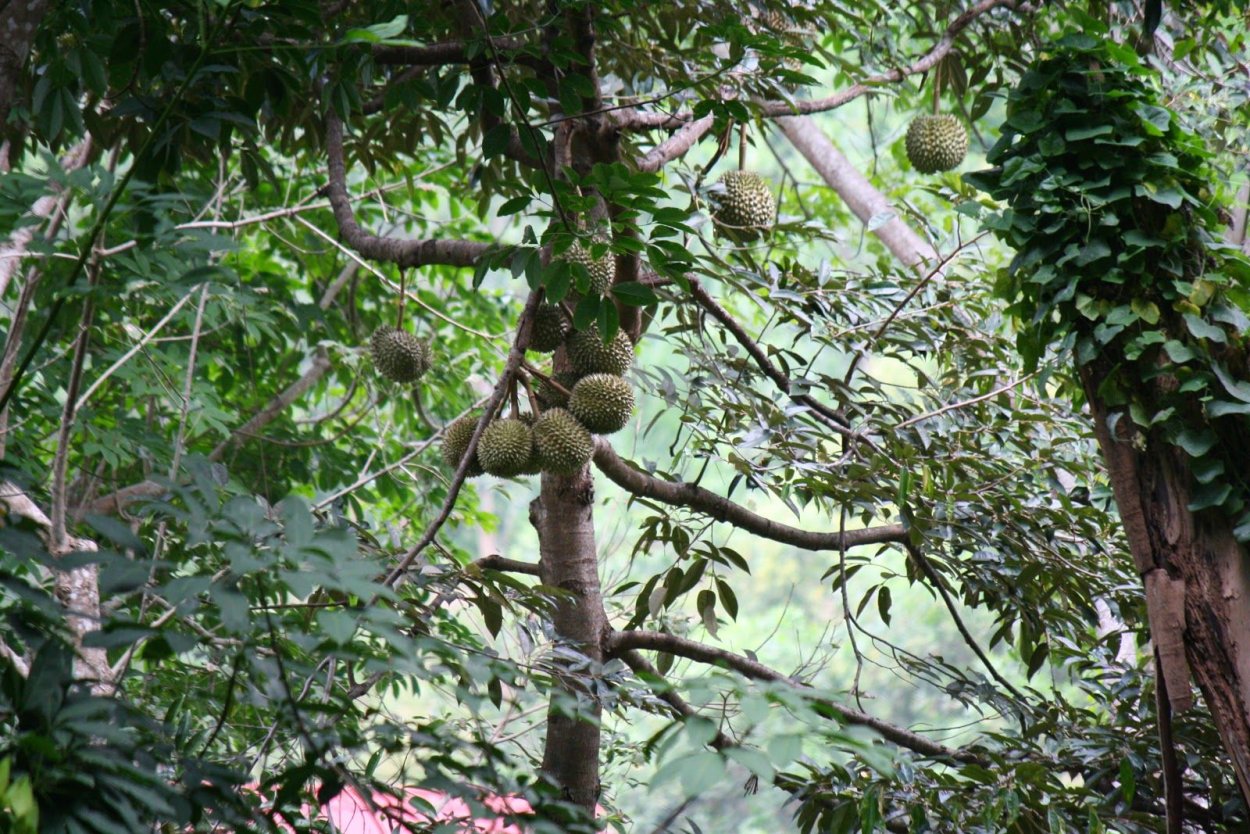 Дурьян дерево