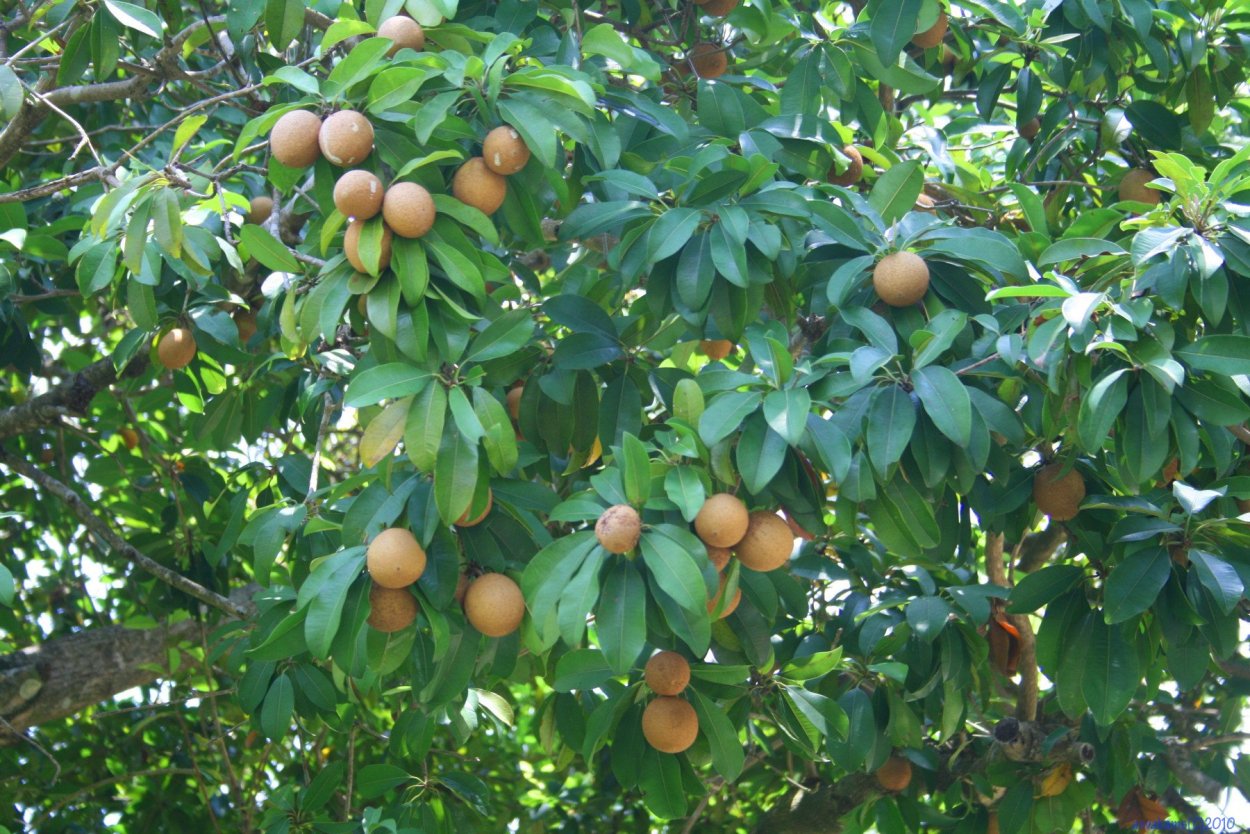 Лонган растение