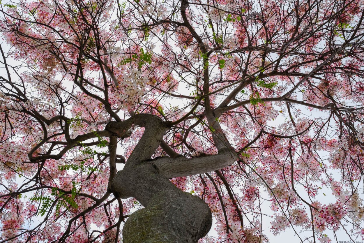 Тайские цветущие деревья