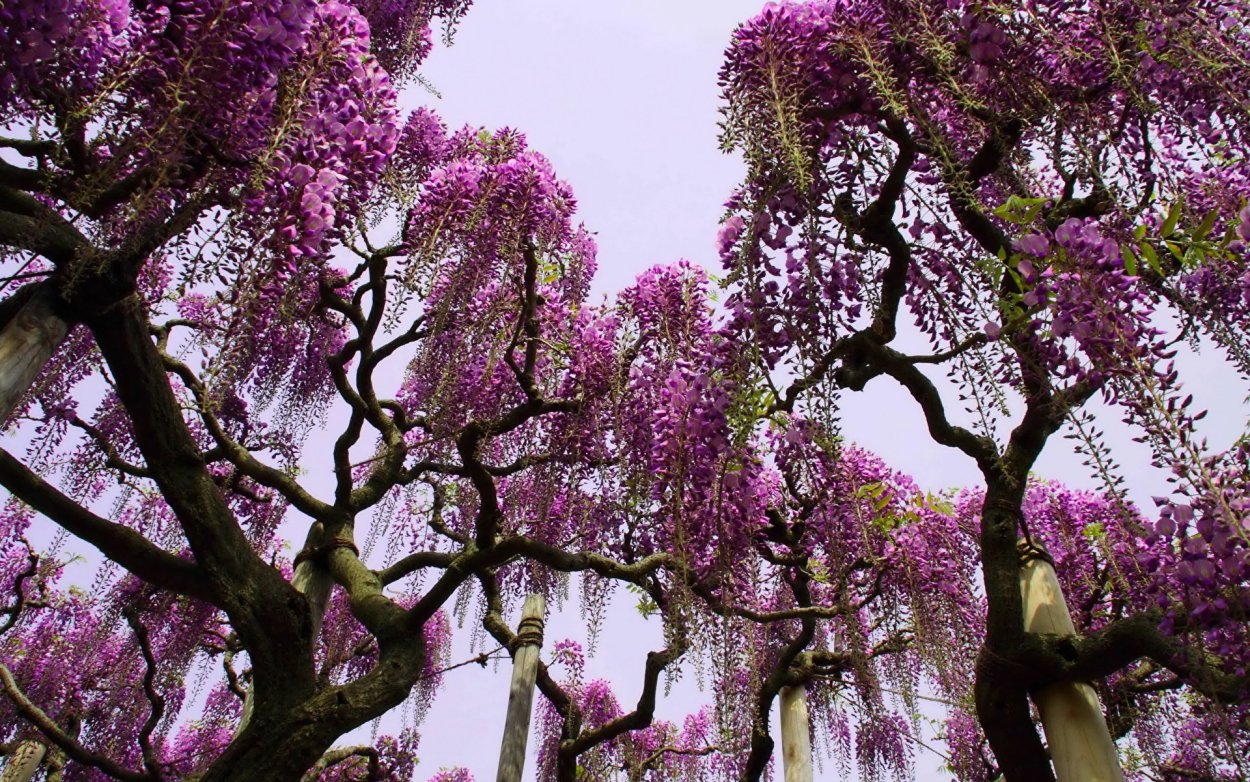 Глициния сиреневая "китайская"