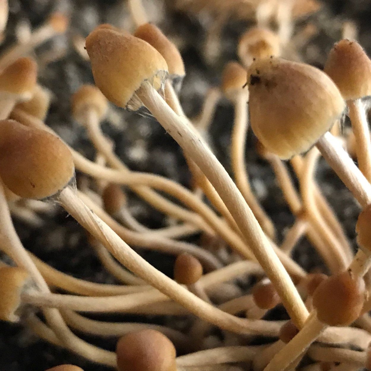 Псилоцибе полуланцетовидная Psilocybe semilanceata