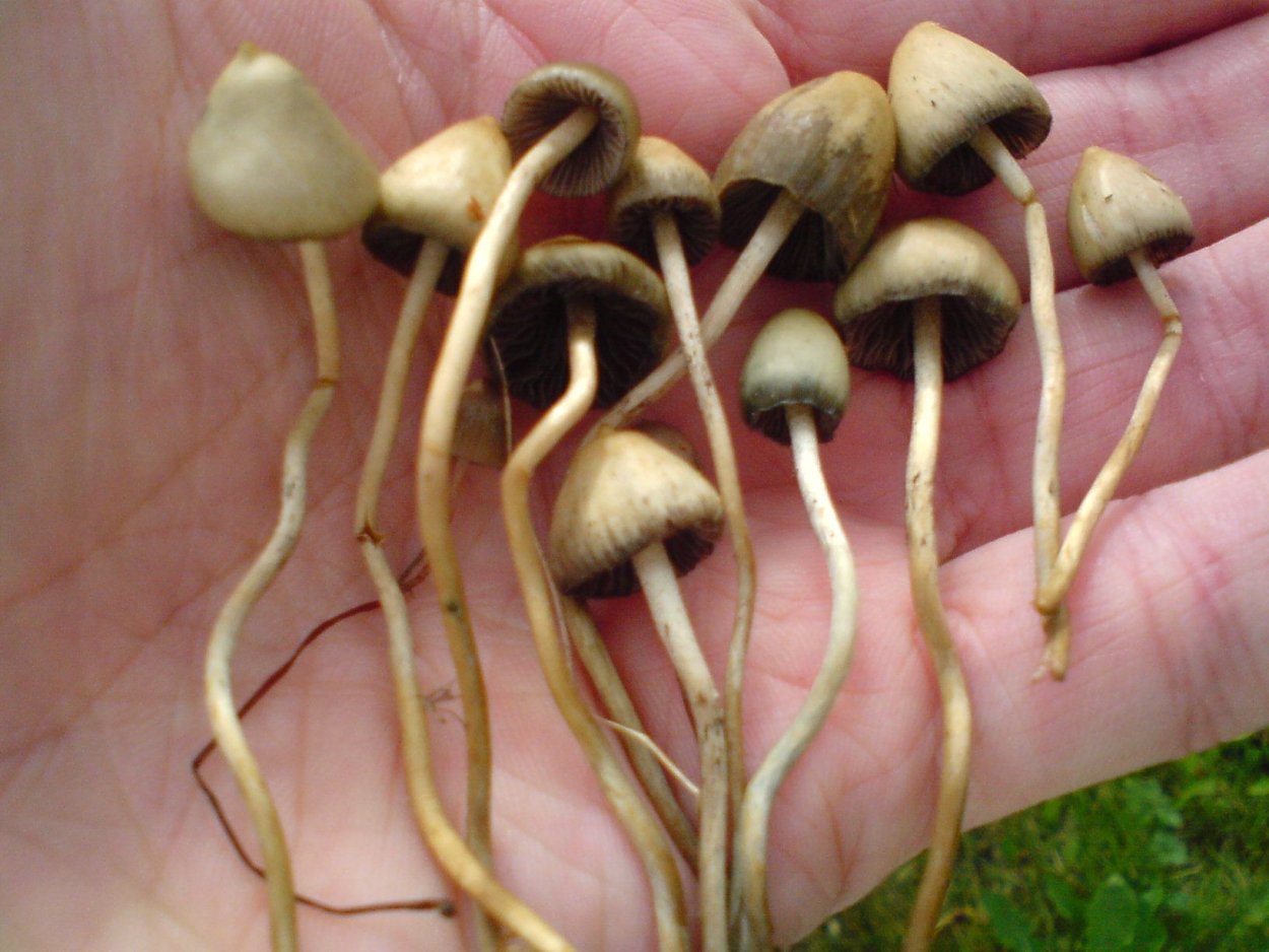 Галлюциногенные грибы псилоцибин