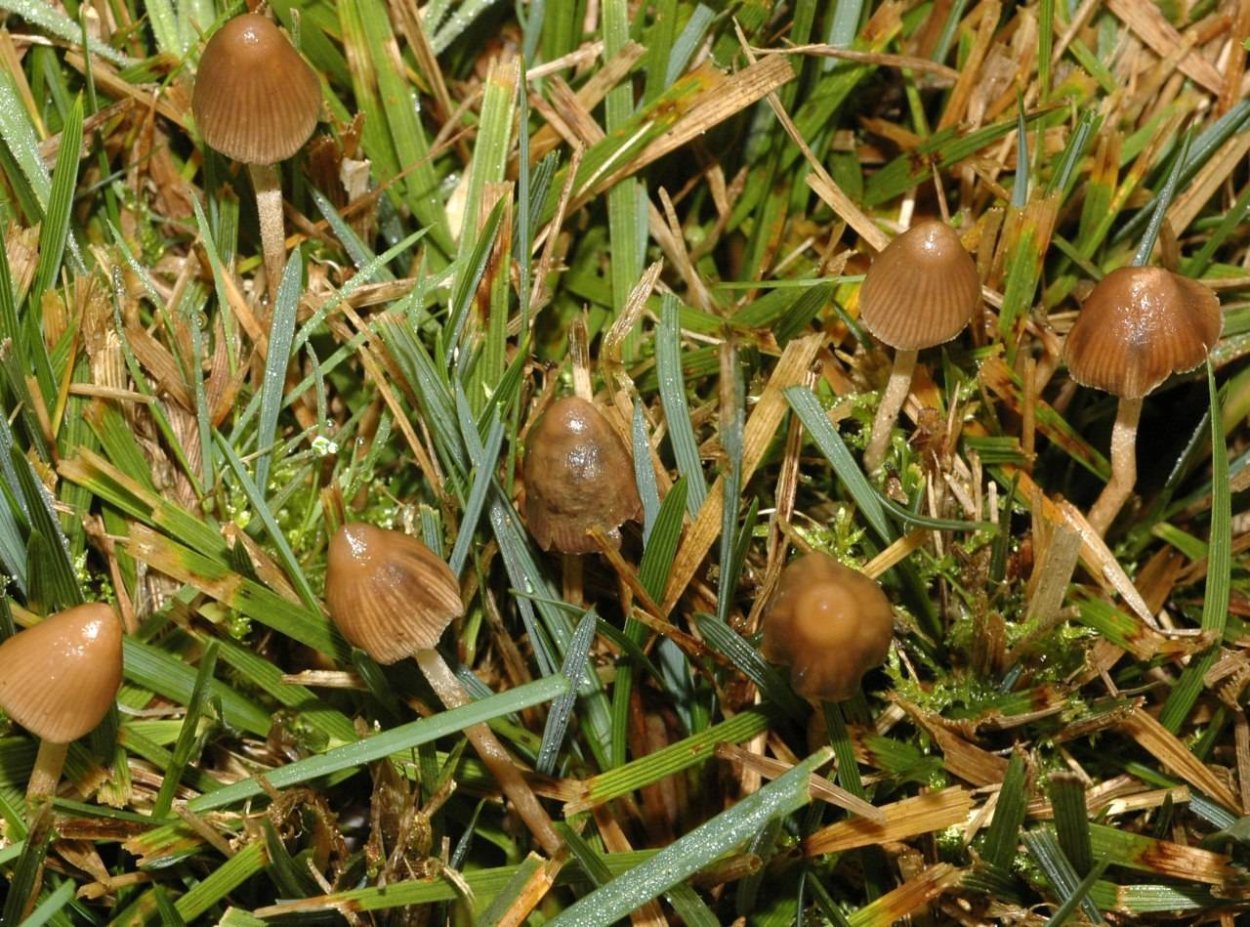 Псилоцибе полуланцетовидная