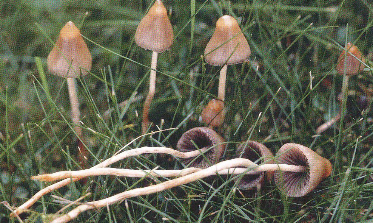 Гриб псилоцибе полуланцетовидная