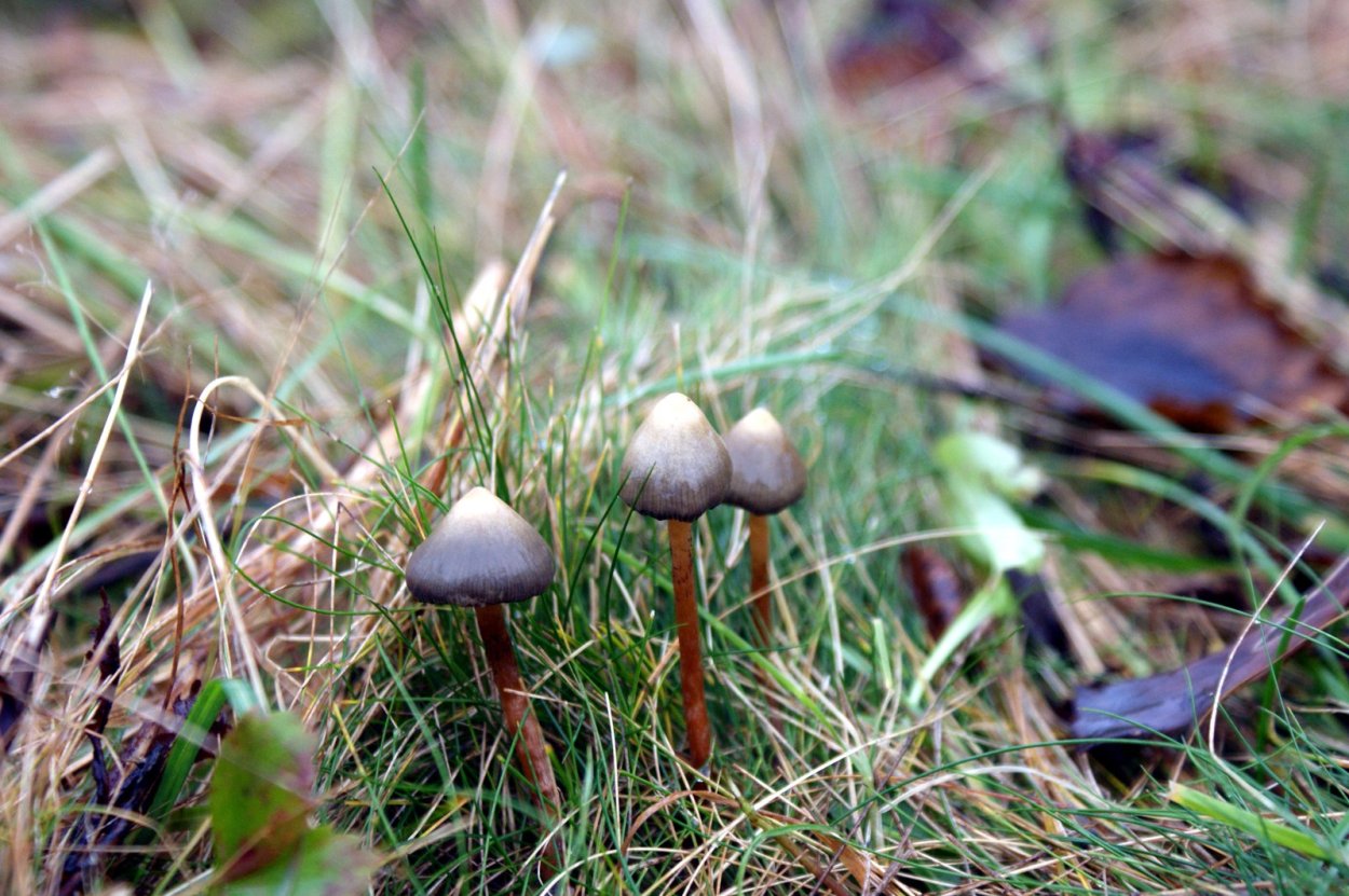 Psilocybe semilanceata