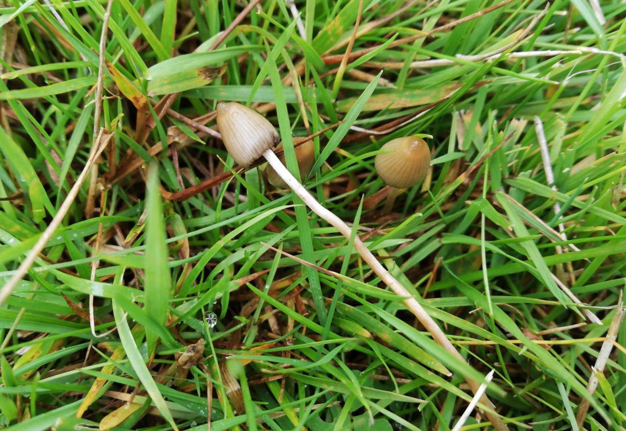 Псилоцибе навозная