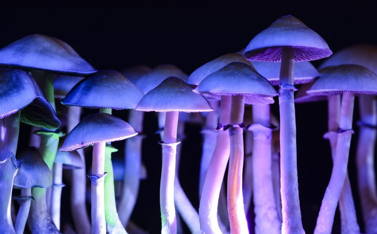 Псилоцибе прямоногая