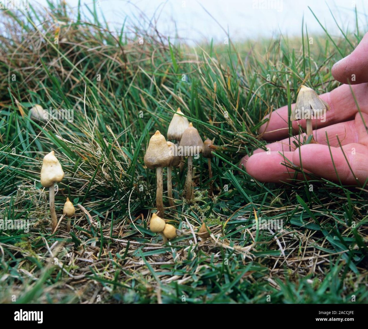 Голландия псилоцибиновые грибы