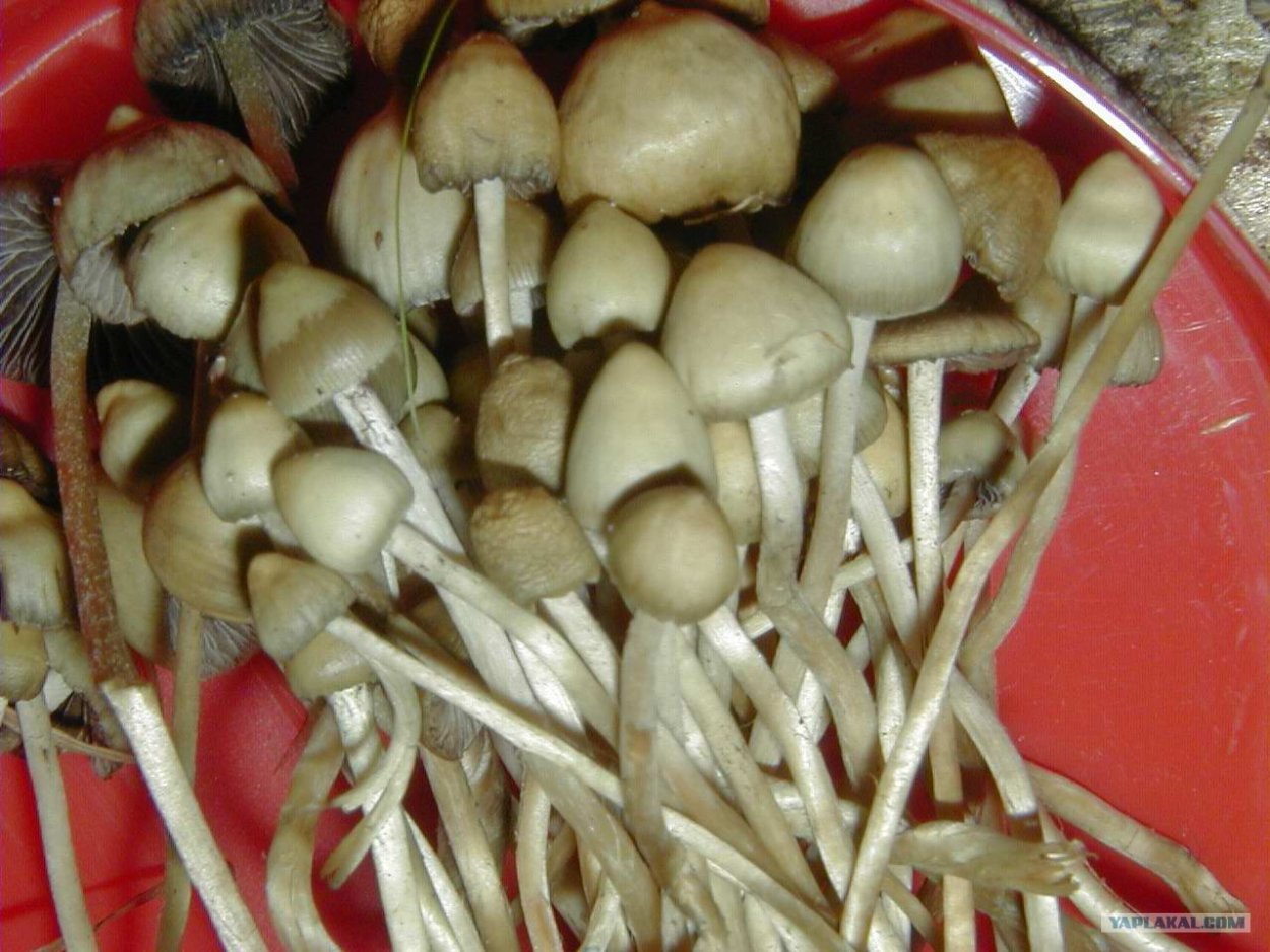 Вишневский псилоцибиновые грибы