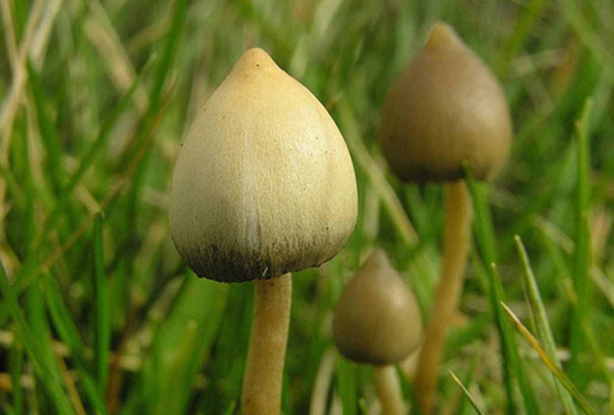 Псилоцибиновые поганки галлюциногенные грибы