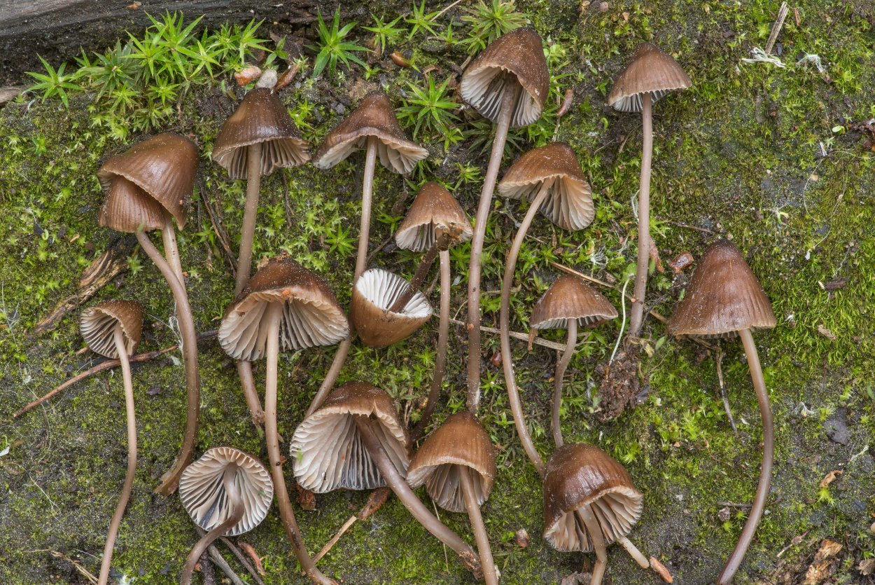 Серная голова (Psilocybe mairei)