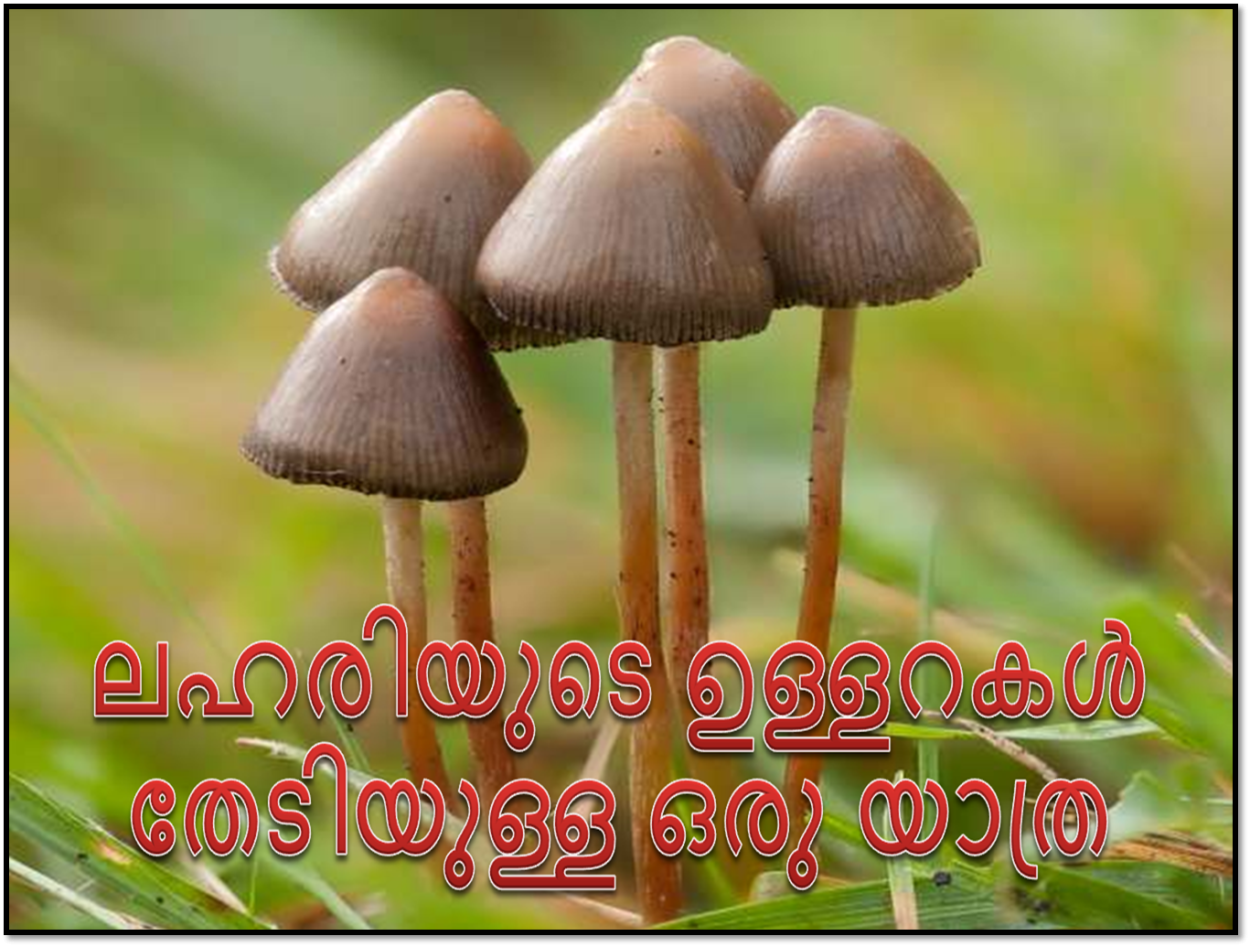 Псилоцибе Лесная. Psilocybe silvatica.