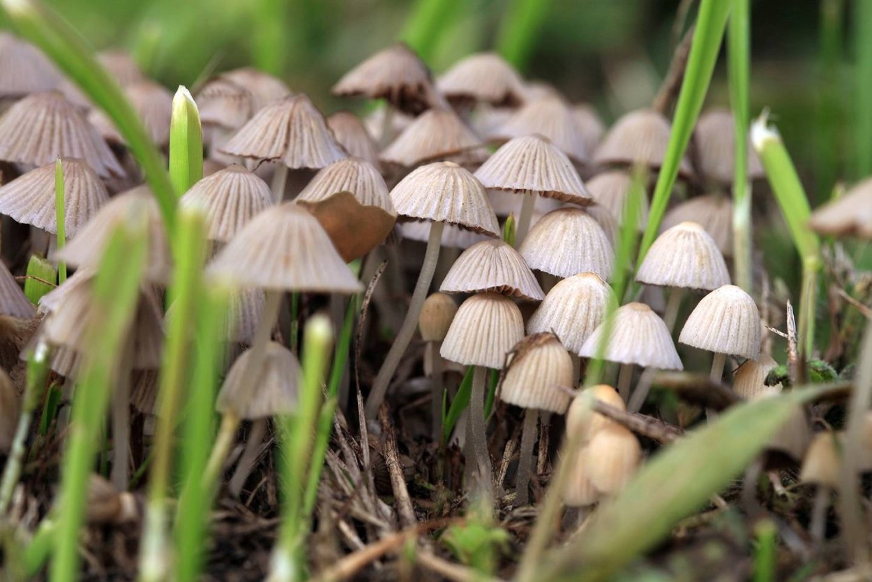 Psilocybe pelliculosa