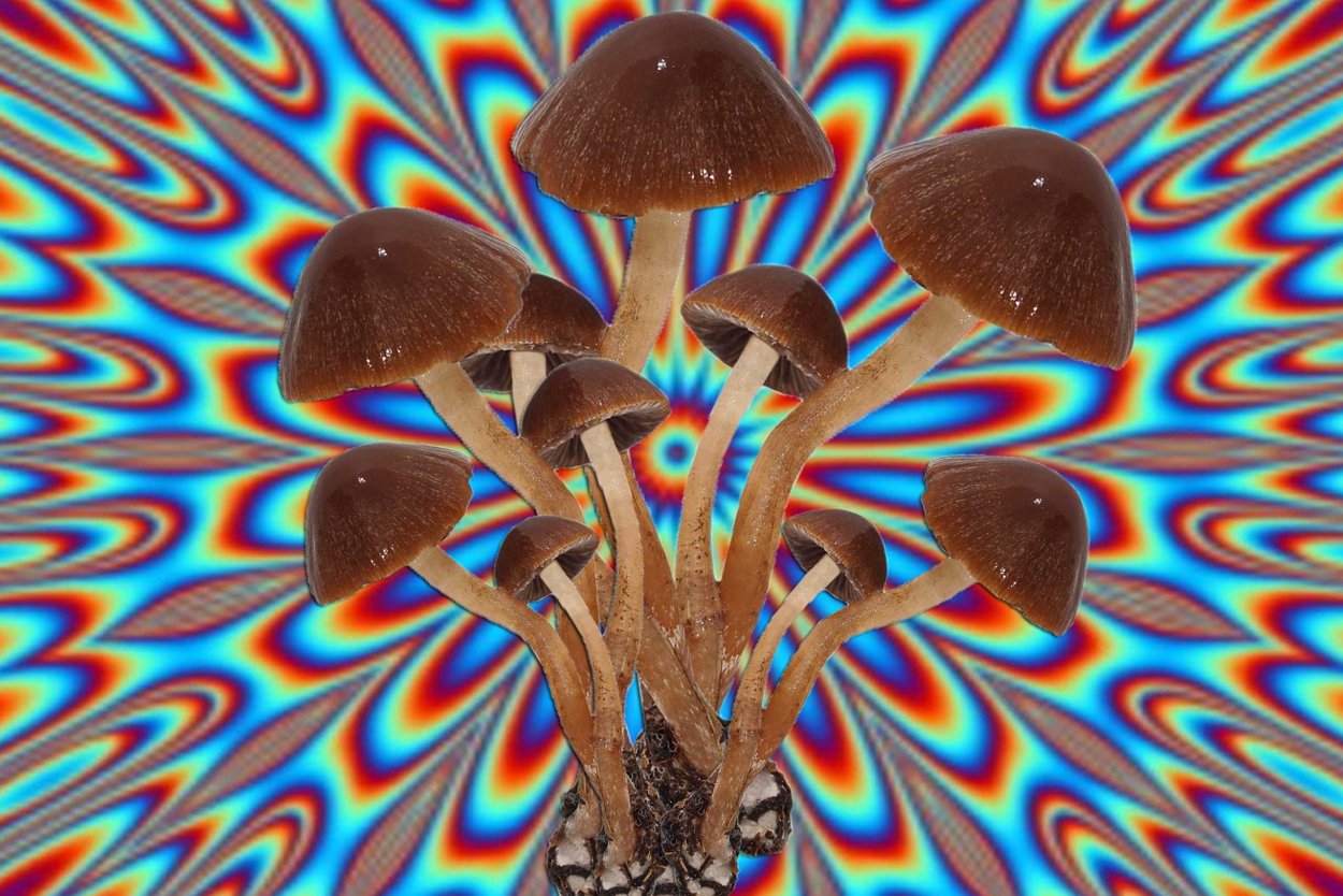 Псилоцибиновый гриб галлюцинации