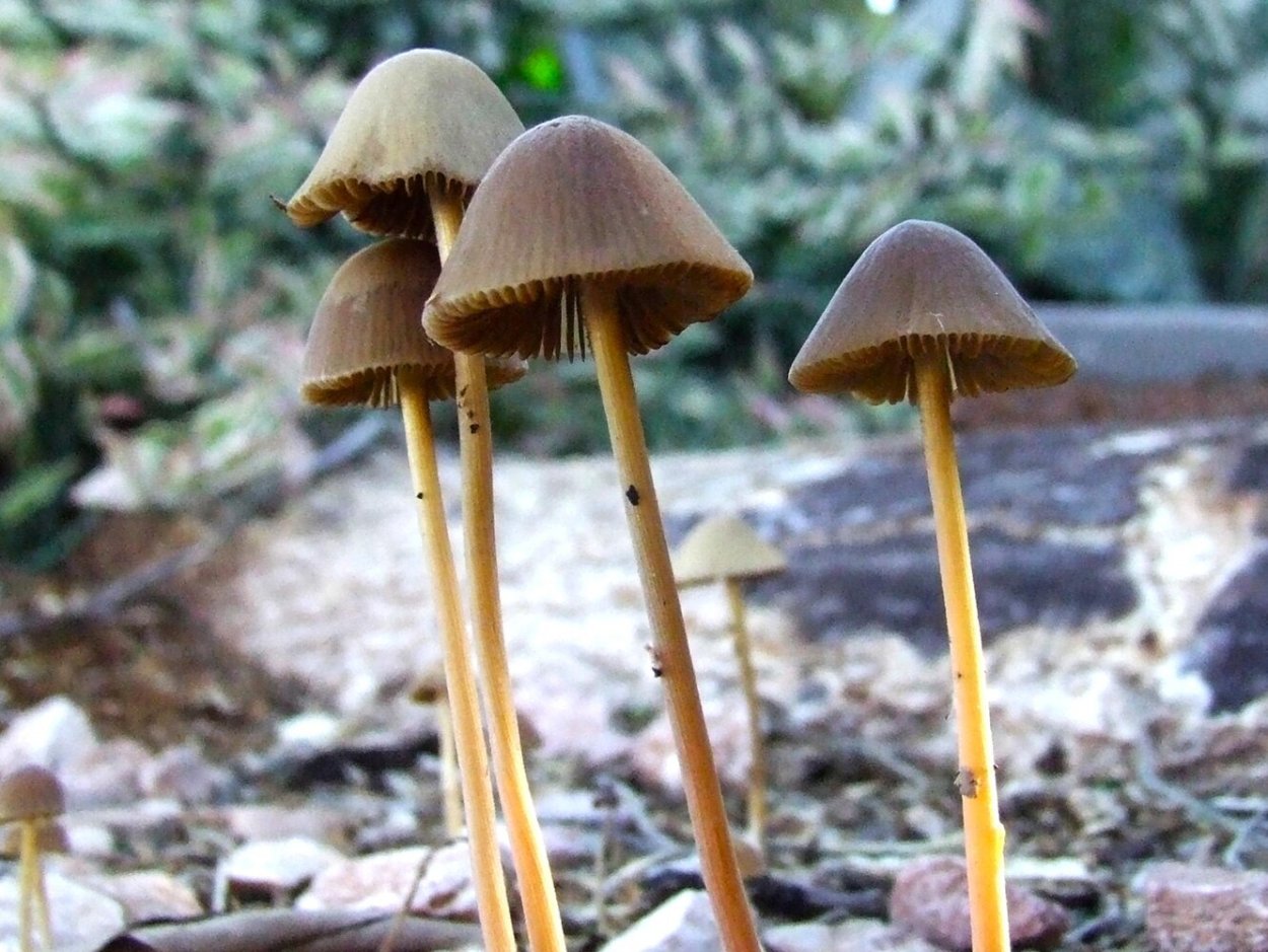 Грибы наркосодержащие