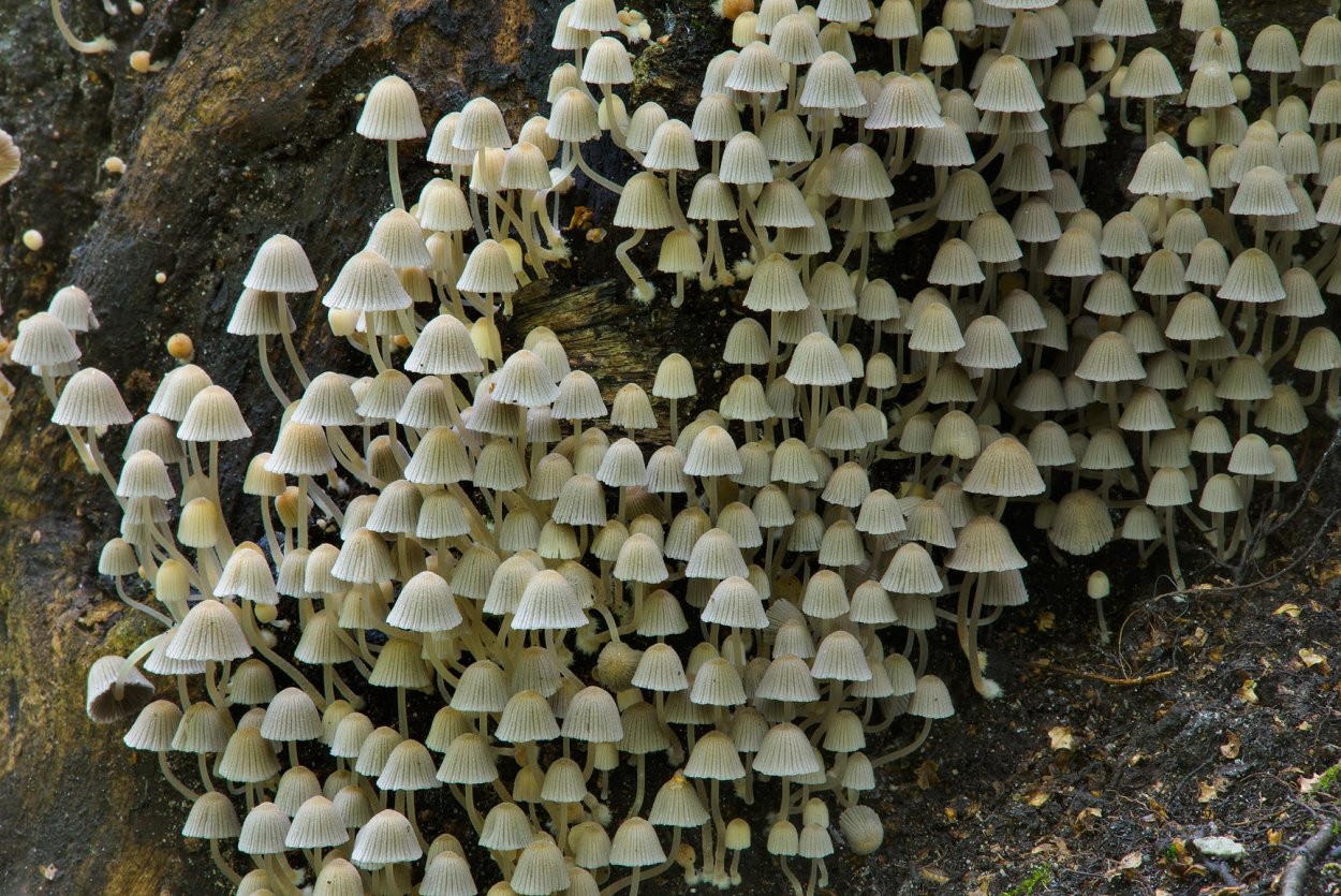 Псилоцибе Лесная. Psilocybe silvatica.