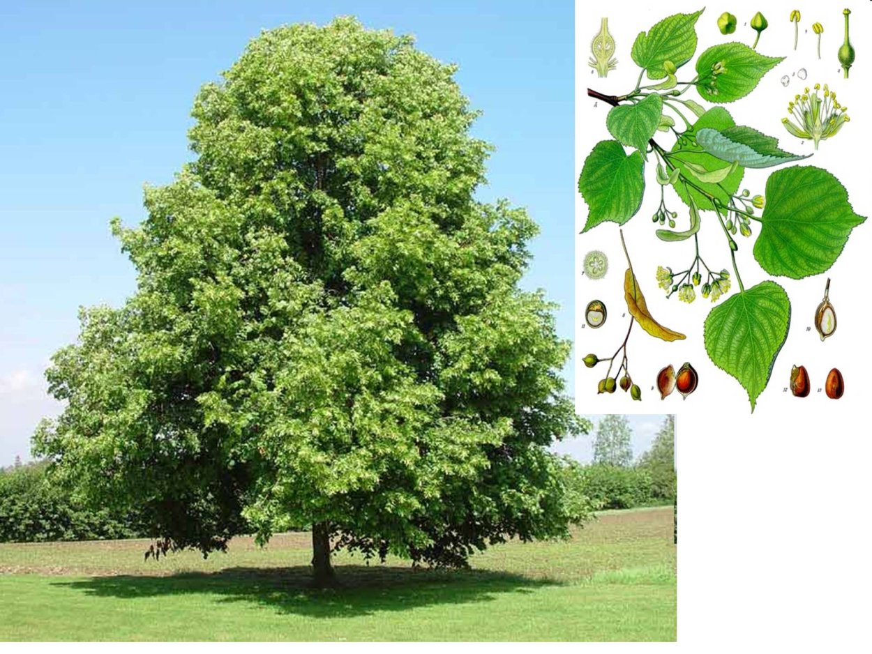 Липа Сибирская