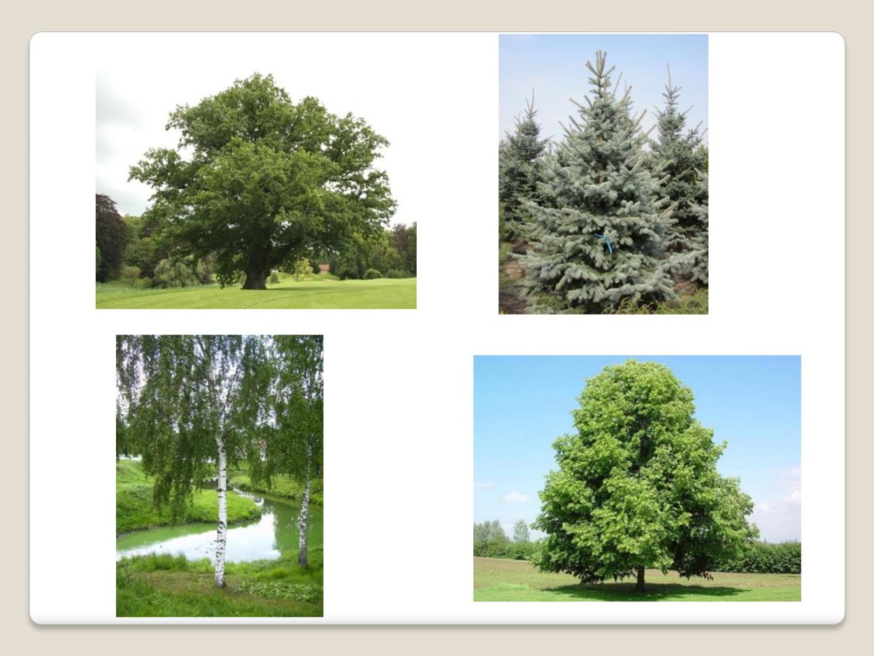 Ель сосна береза осина кедр