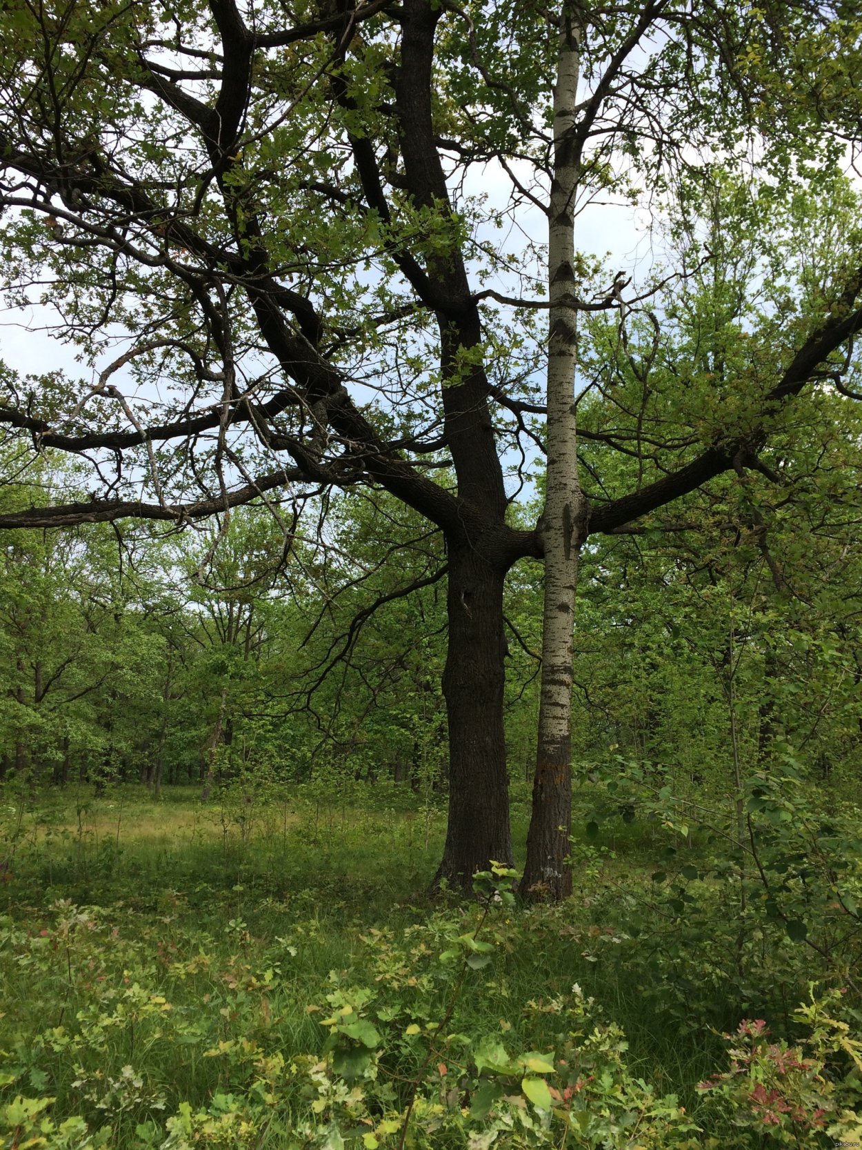 Деревья растут рядом