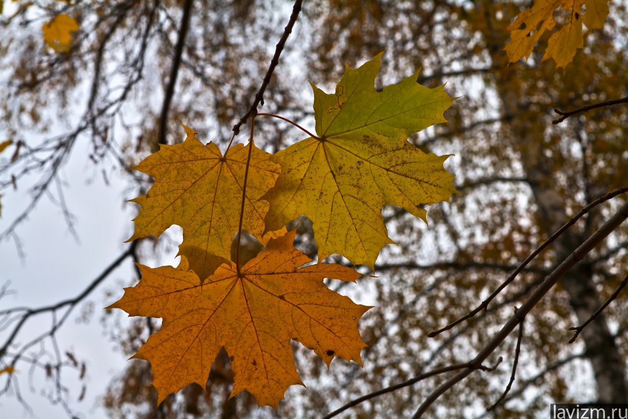 Листочки осины и клена