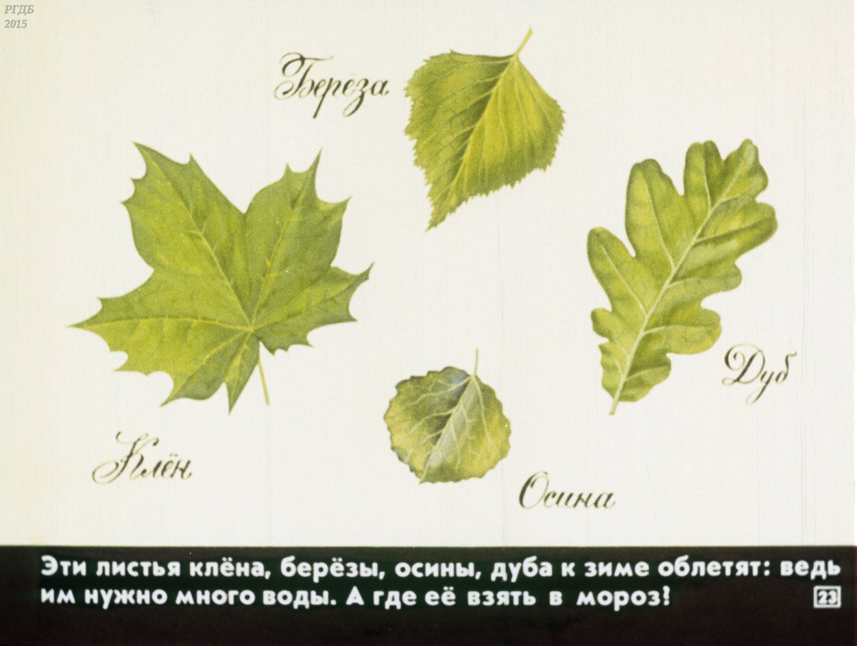 Листья осины и клена