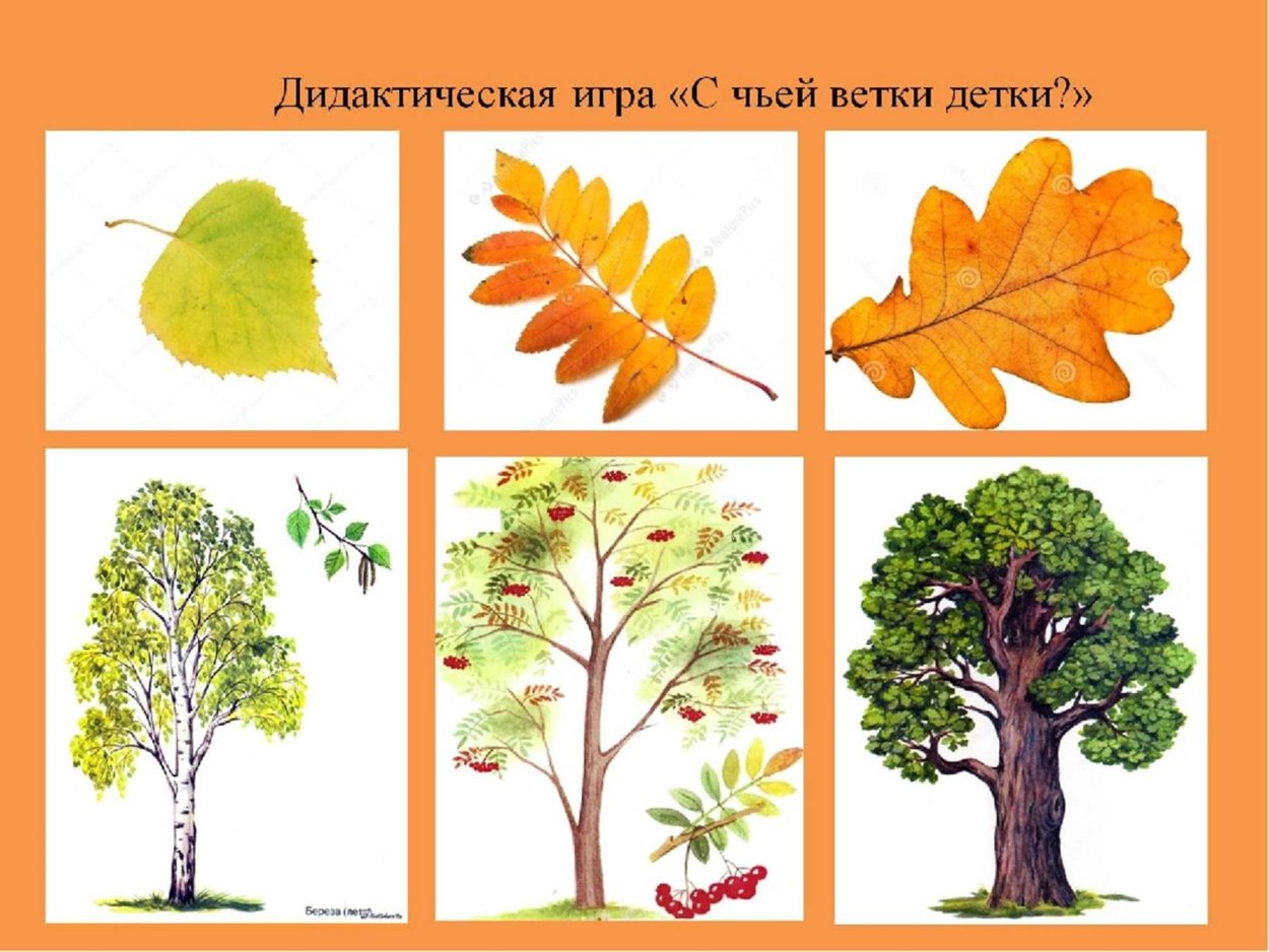 Листья деревьев. Листья деревьев для дошкольников. Деревья старшая группа. С какого дерева листок.