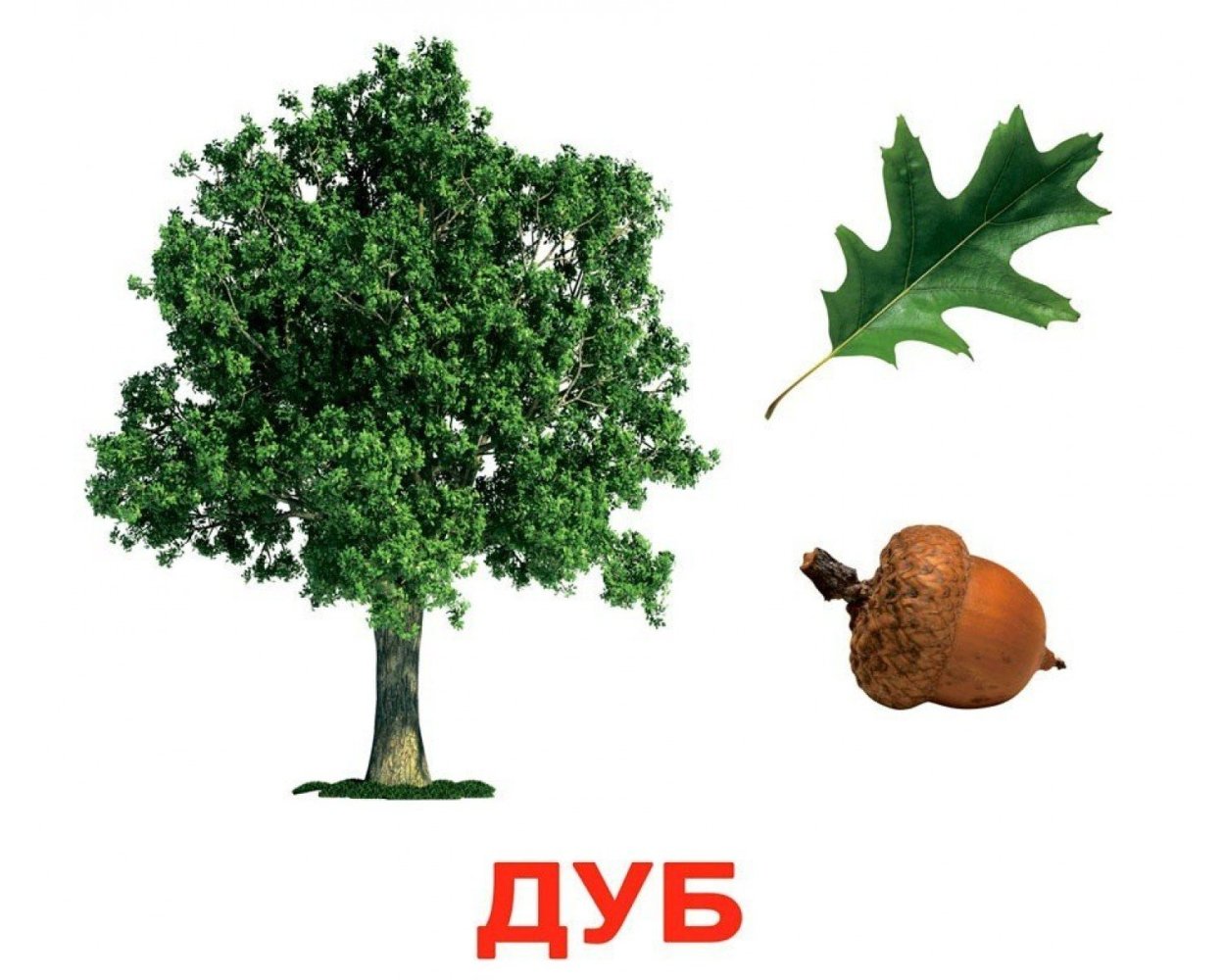 Карточки деревья