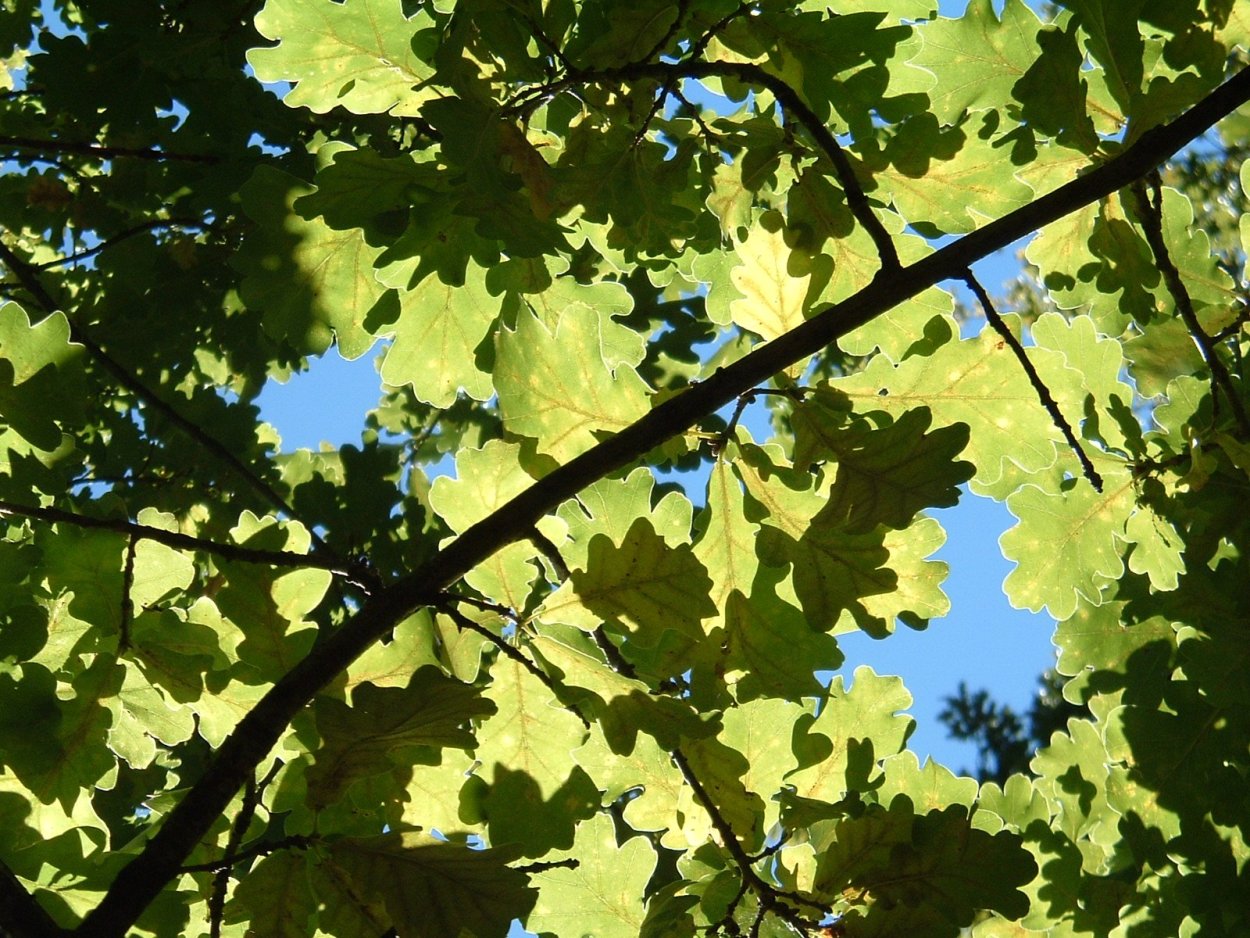 Фон дерево дуб с листьями