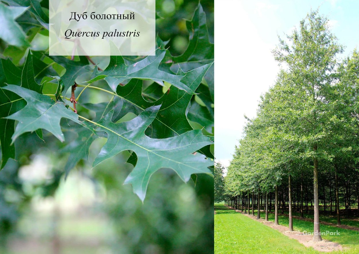 Quercus palustris 'Isabel'