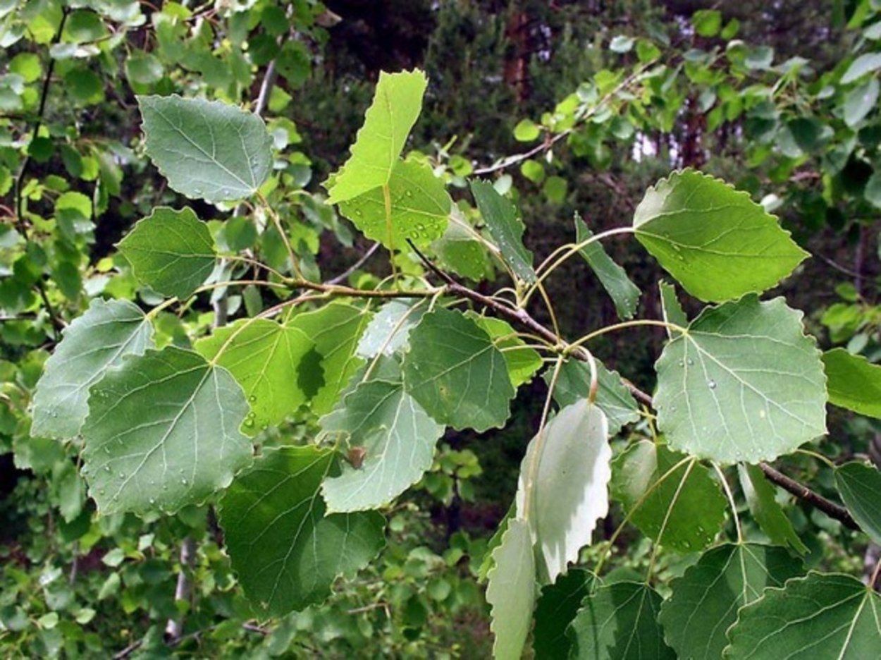 Тополь дрожащий (Populus tremula)
