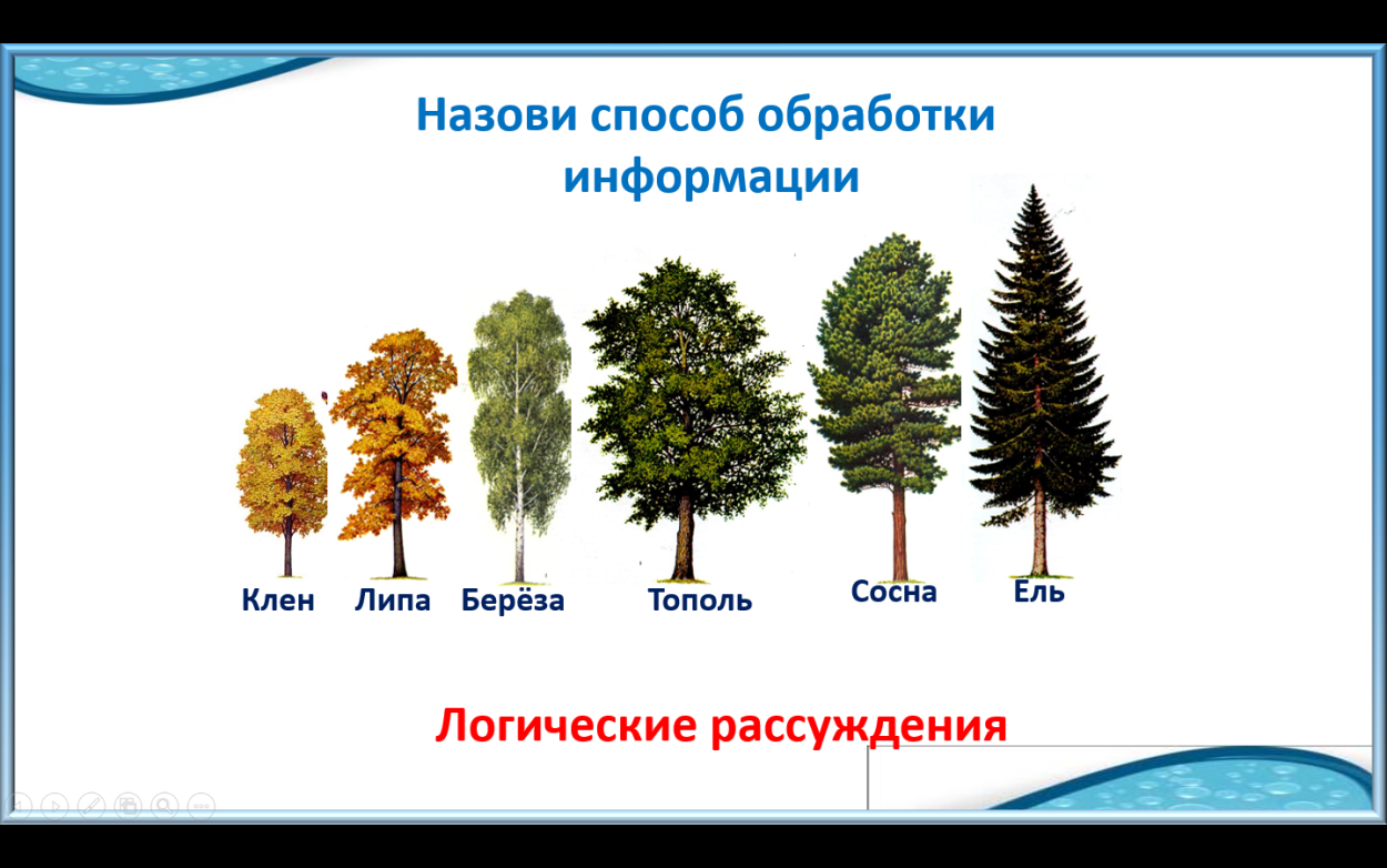 Ель, сосна, береза, Тополь