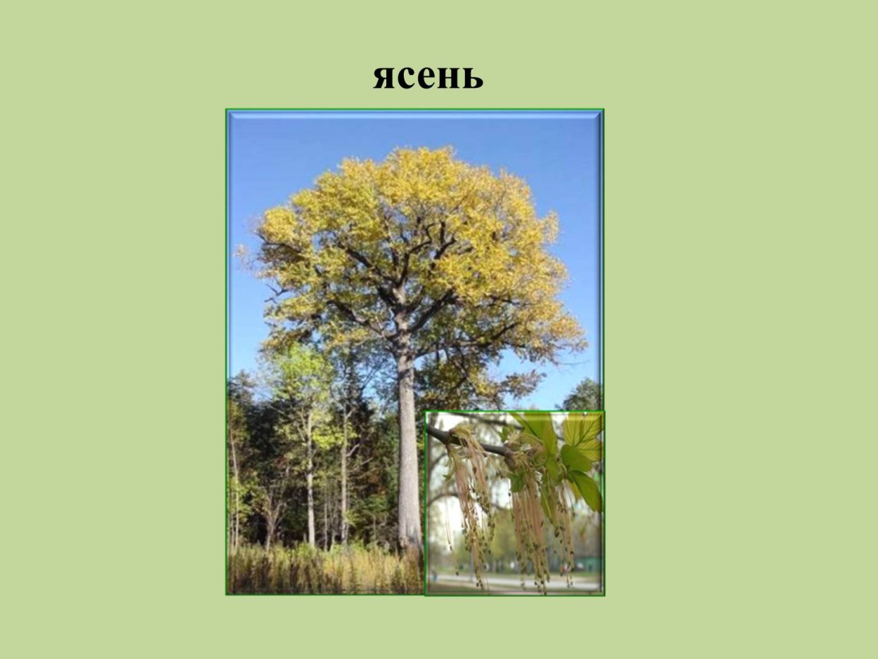 Спиленный ствол дерева