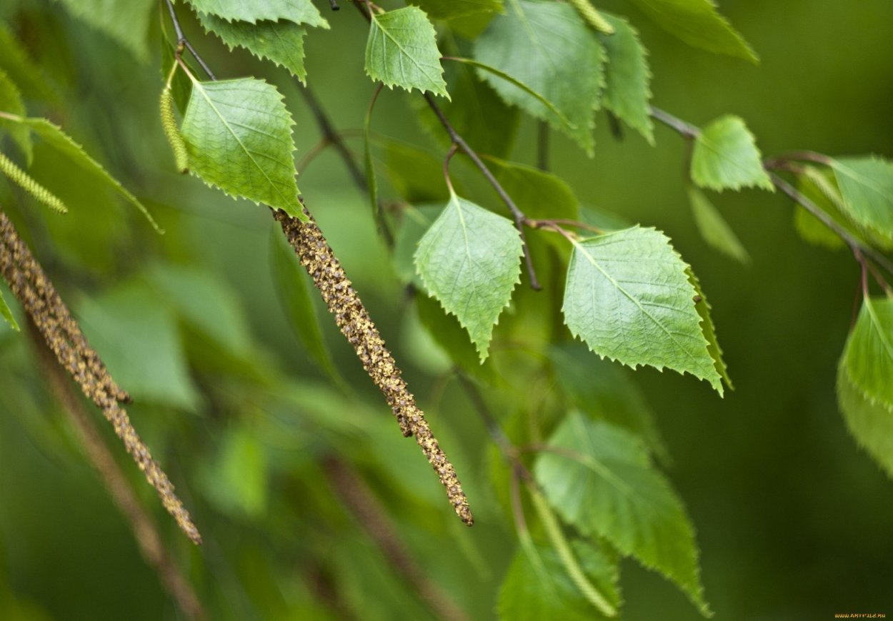 Береза обыкновенная (Betula Alba)