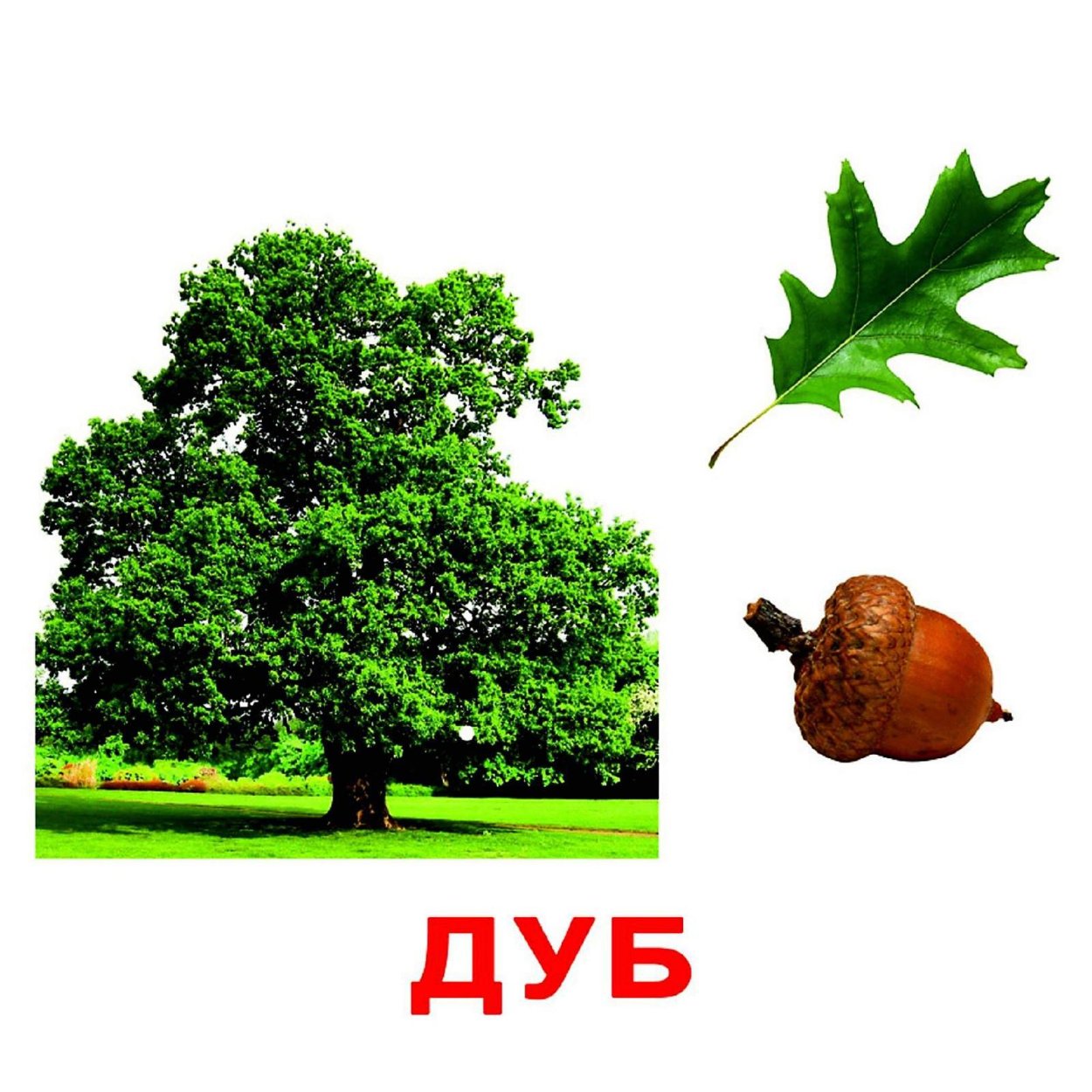 Карточки деревья