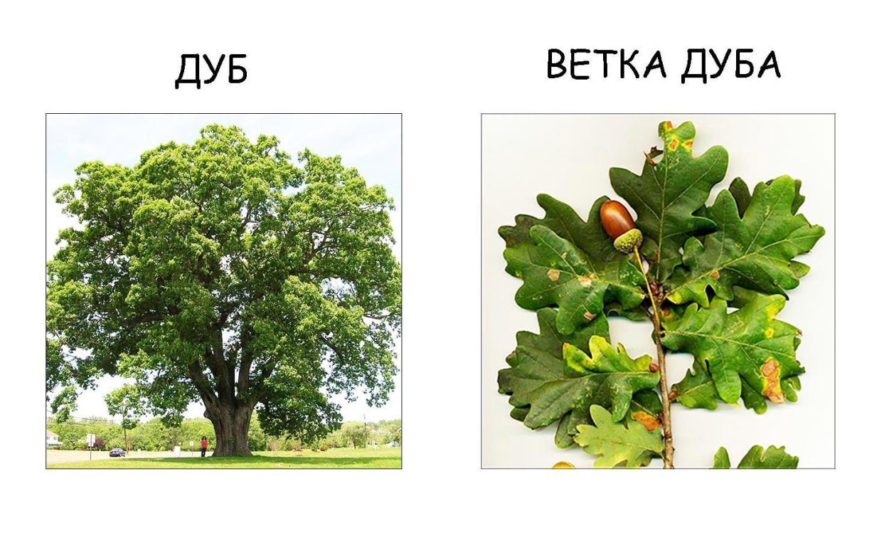 Дерево дуб для детей
