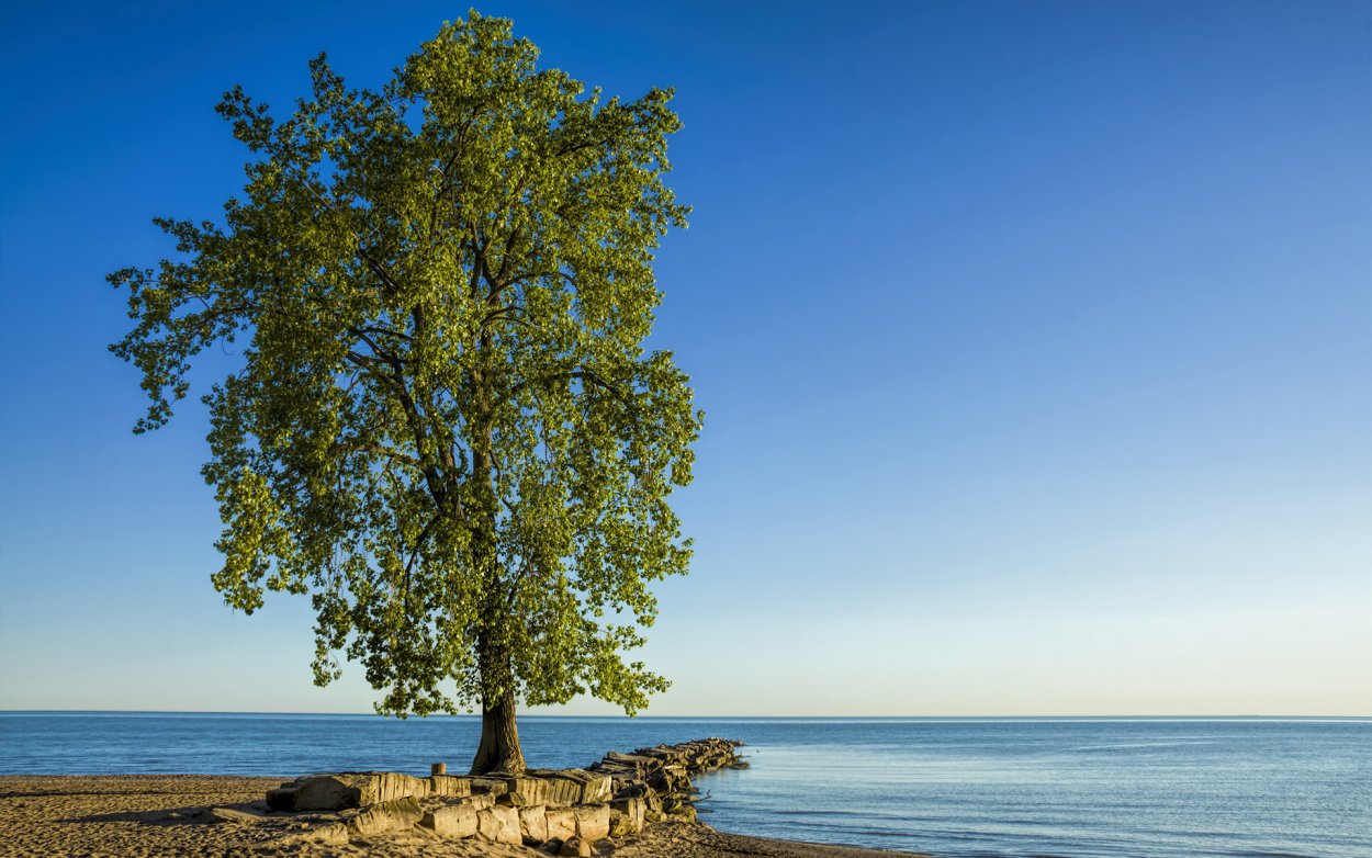 Дерево на берегу