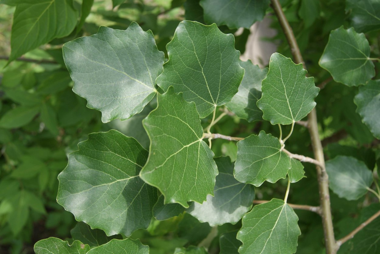 Осина (Populus tremula)