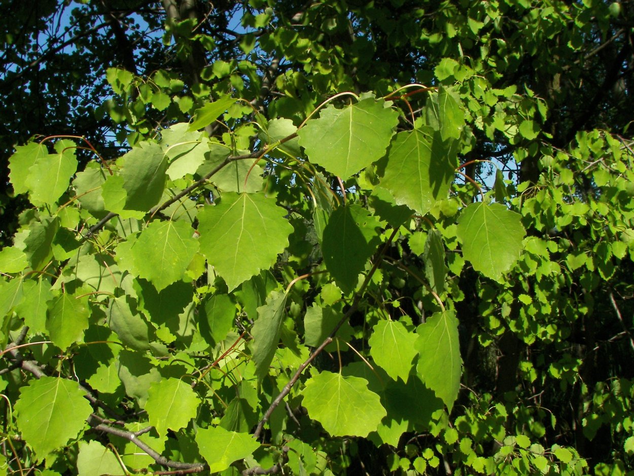 Тополь дрожащий (Populus tremula)