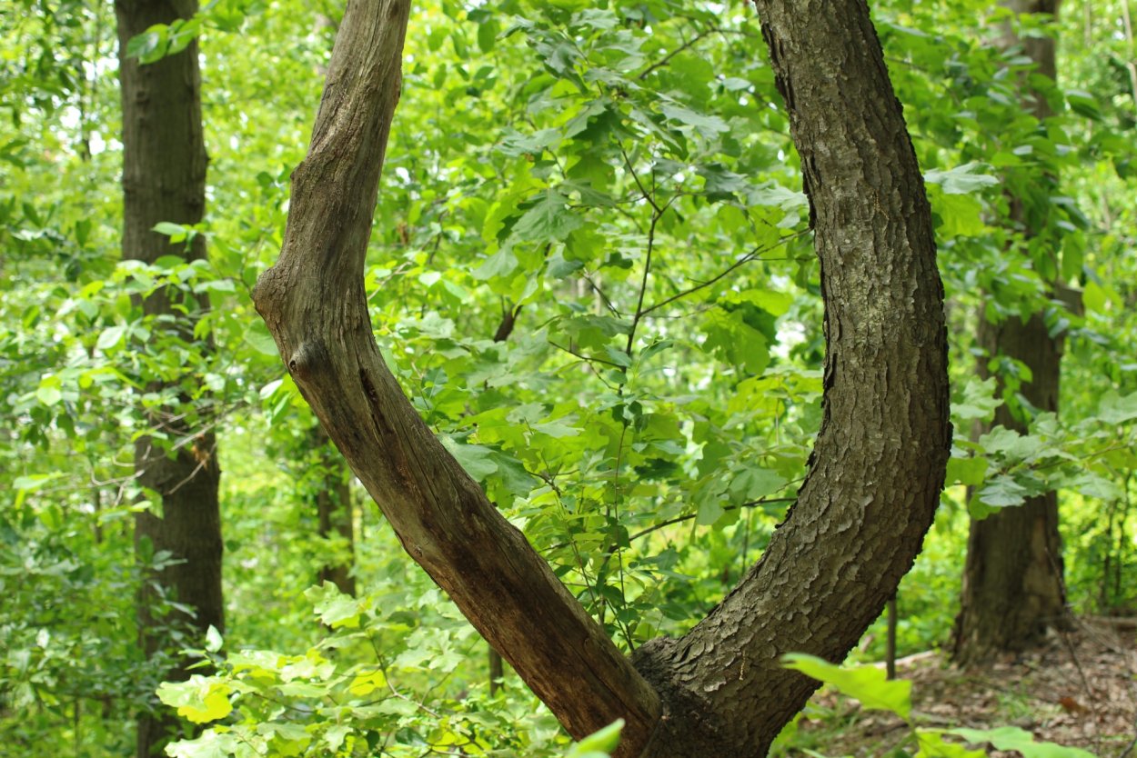 Деревья карточки детям сосна