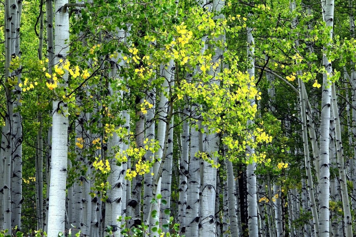 Осина Лесная