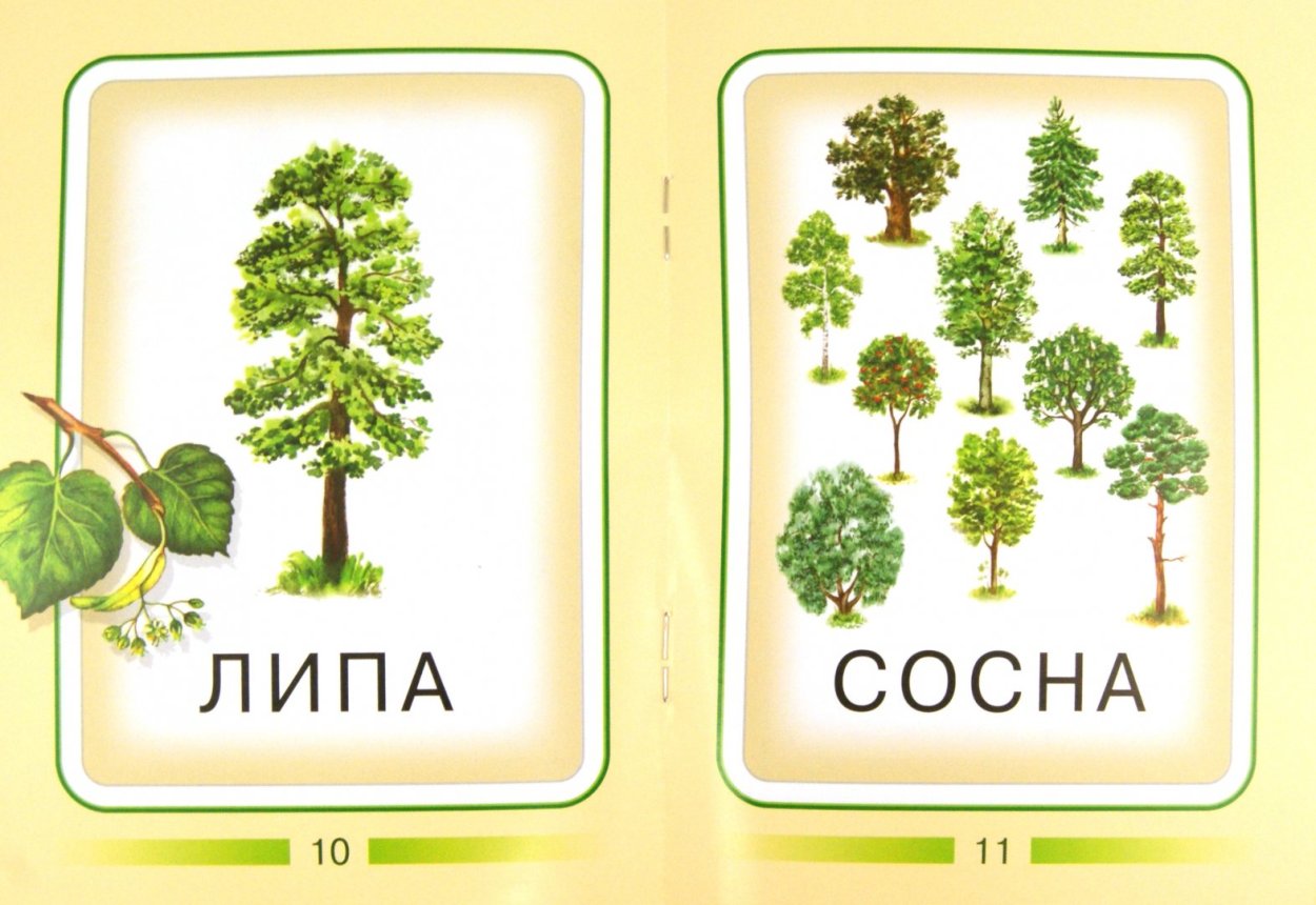 Карточки деревья для детей