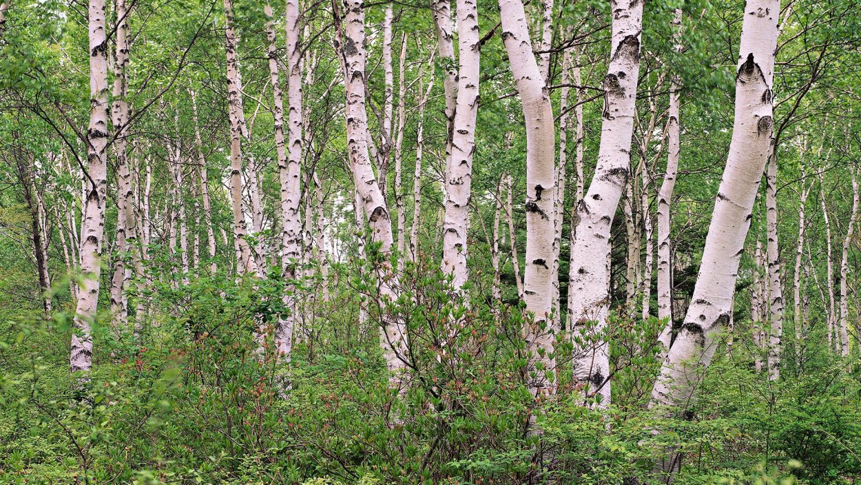 Береза дерево Битцевский лес