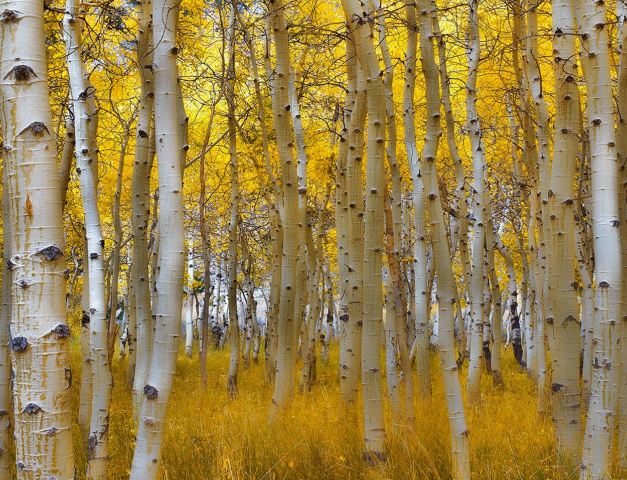 Американская осина