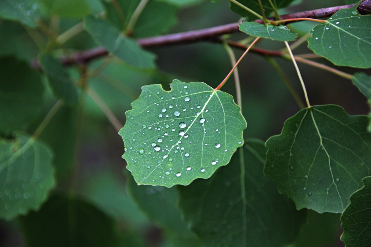 Осина (Populus tremula)